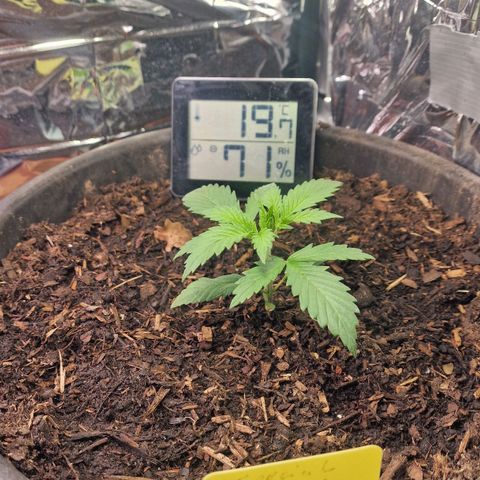 Special Kush #1 growlog timeline photo