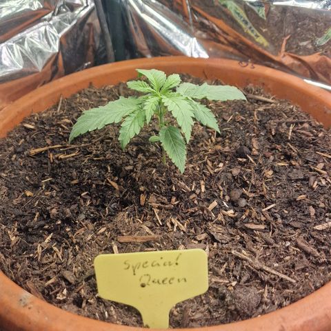 Special Queen #1 growlog timeline photo