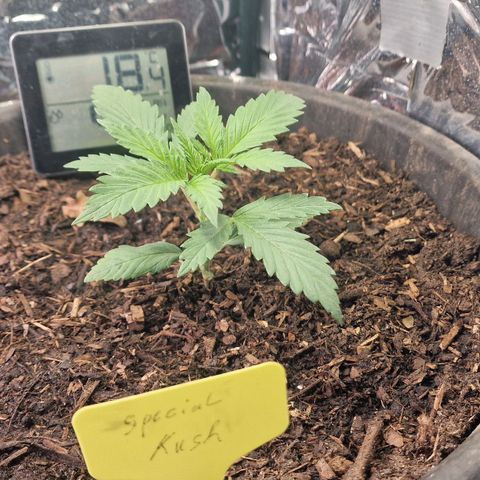 Special Kush #1 growlog timeline photo
