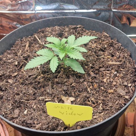 White Widow growlog timeline photo
