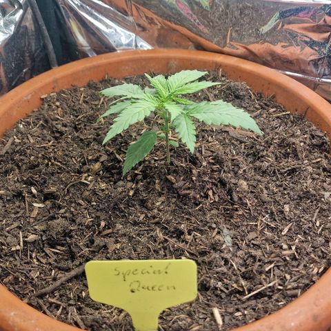 Special Queen #1 growlog timeline photo