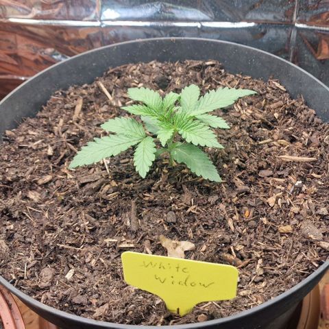 White Widow growlog timeline photo