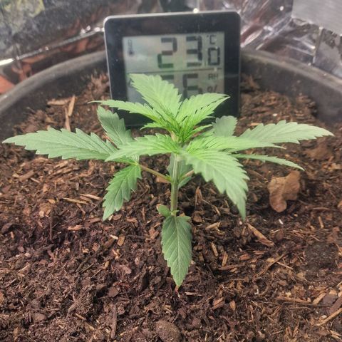 Special Kush #1 growlog timeline photo