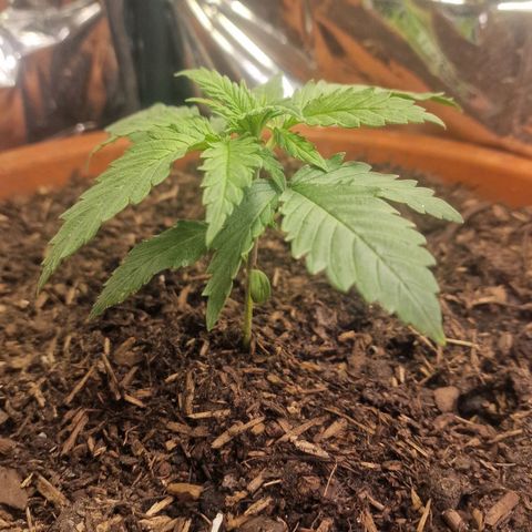 Special Queen #1 growlog timeline photo