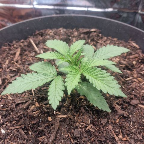 White Widow growlog timeline photo