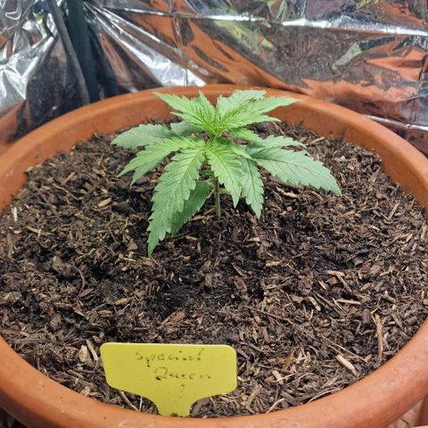 Special Queen #1 growlog timeline photo