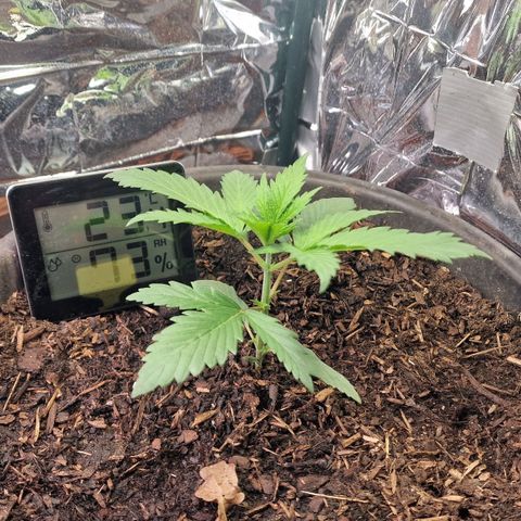Special Kush #1 growlog timeline photo