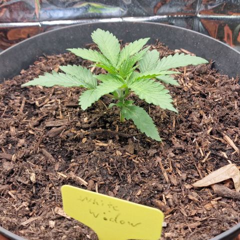 White Widow growlog timeline photo