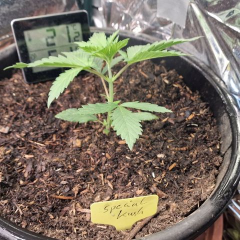 Special Kush #1 growlog photo: 14cm