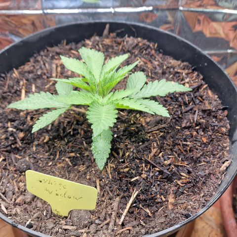 White Widow growlog photo: 9cm