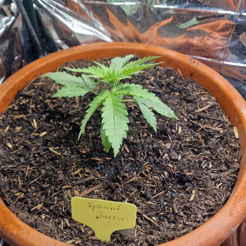 Special Queen #1 growlog photo: 13cm
