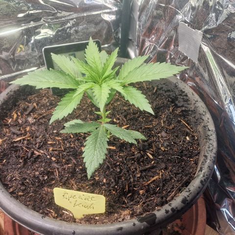 Special Kush #1 growlog timeline photo
