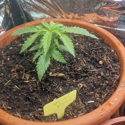 Special Queen #1 growlog timeline photo