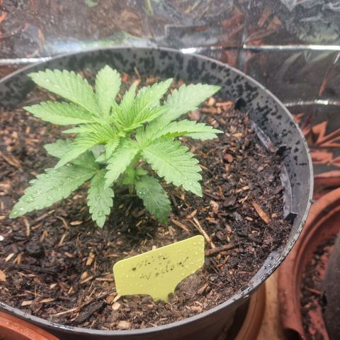 White Widow growlog timeline photo