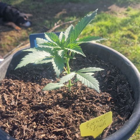 Special Kush #1 growlog timeline photo