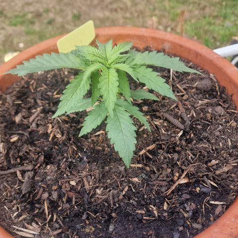 Special Queen #1 growlog timeline photo