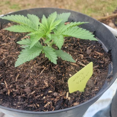 White Widow growlog timeline photo