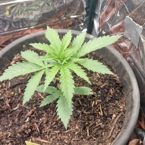 Special Kush #1 growlog timeline photo