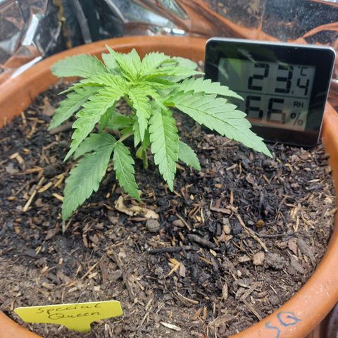 Special Queen #1 growlog timeline photo