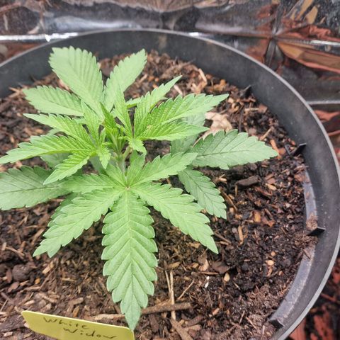 White Widow growlog timeline photo