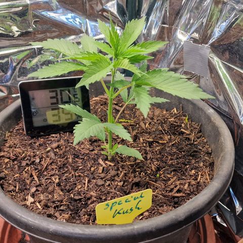 Special Kush #1 growlog timeline photo
