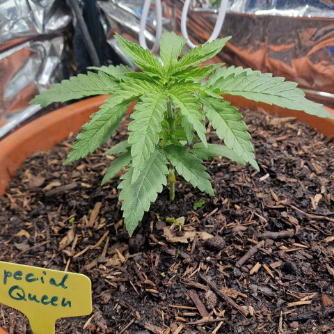 Special Queen #1 growlog timeline photo