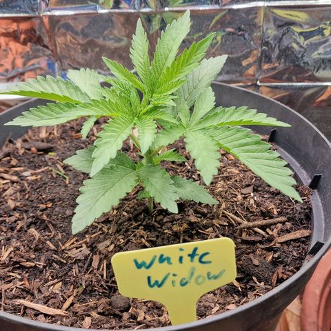 White Widow growlog timeline photo