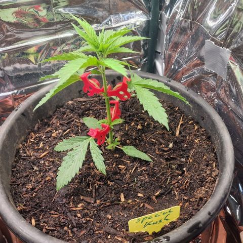 Special Kush #1 growlog timeline photo