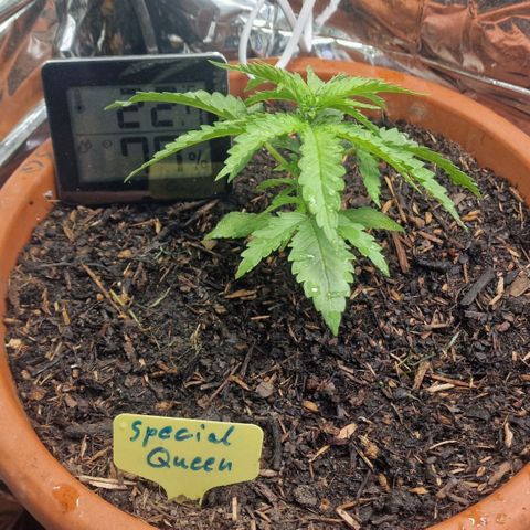 Special Queen #1 growlog timeline photo