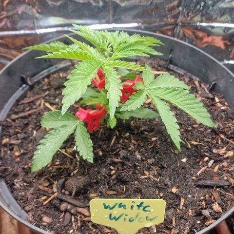 White Widow growlog timeline photo