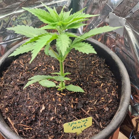 Special Kush #1 growlog timeline photo