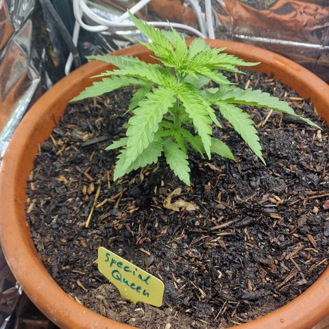 Special Queen #1 growlog timeline photo