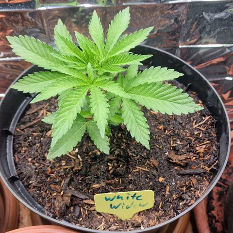 White Widow growlog timeline photo