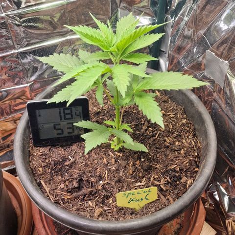 Special Kush #1 growlog timeline photo