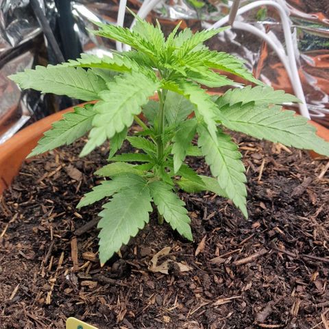 Special Queen #1 growlog timeline photo
