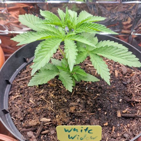 White Widow growlog timeline photo