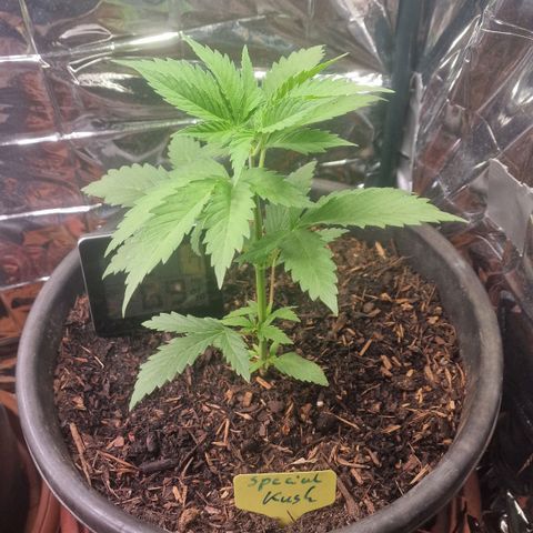 Special Kush #1 growlog timeline photo