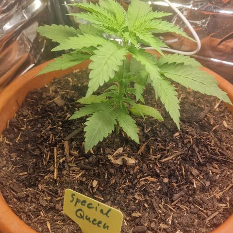 Special Queen #1 growlog timeline photo