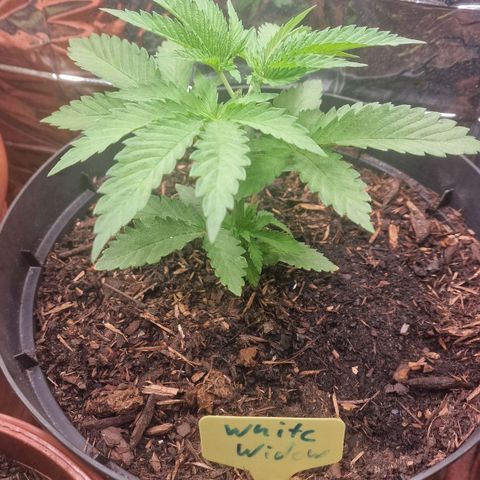 White Widow growlog timeline photo