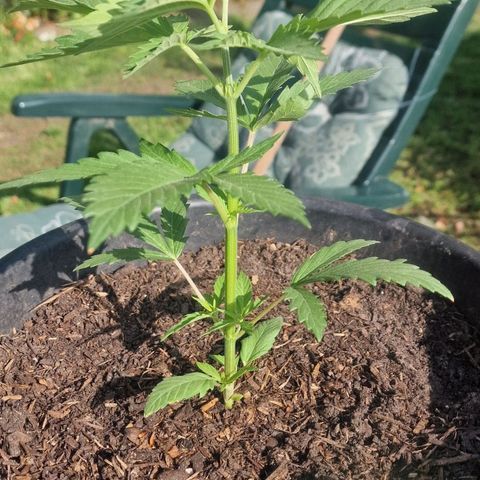 Special Kush #1 growlog timeline photo