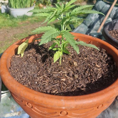 Special Queen #1 growlog timeline photo