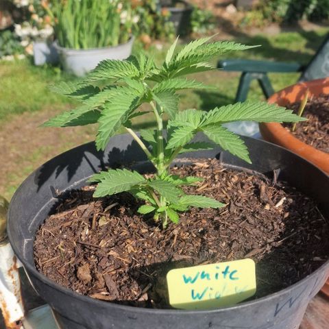 White Widow growlog timeline photo