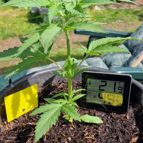 Special Kush #1 growlog timeline photo