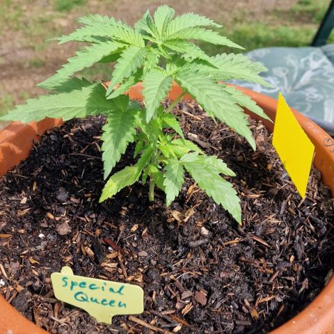 Special Queen #1 growlog timeline photo