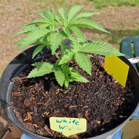 White Widow growlog timeline photo