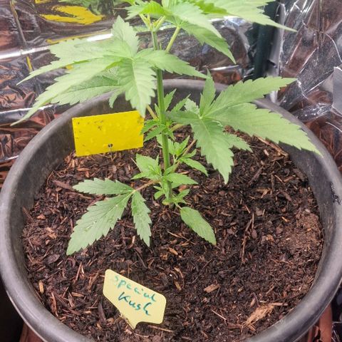 Special Kush #1 growlog timeline photo