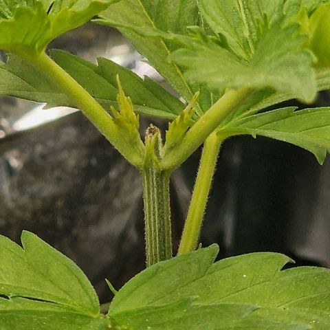 Special Kush #1 growlog timeline photo