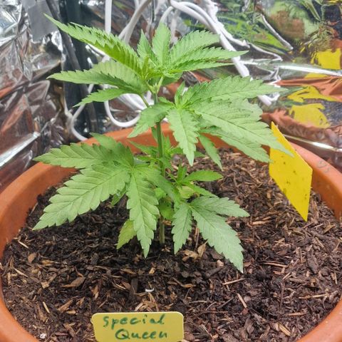 Special Queen #1 growlog timeline photo
