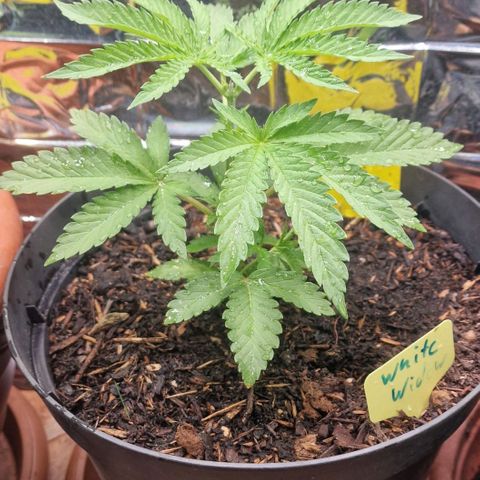 White Widow growlog timeline photo