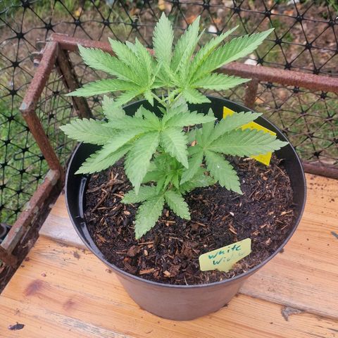 White Widow growlog timeline photo